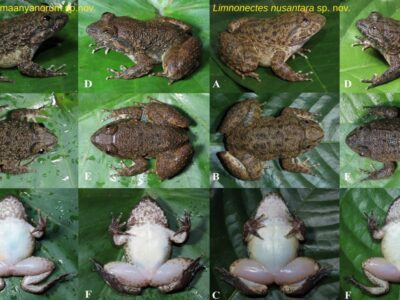 Dua Spesies Baru Katak Bertaring Ditemukan di Pegunungan Meratus, Kalimantan Dua Spesies Baru Katak Bertaring Ditemukan di Pegunungan Meratus, Kalimantan