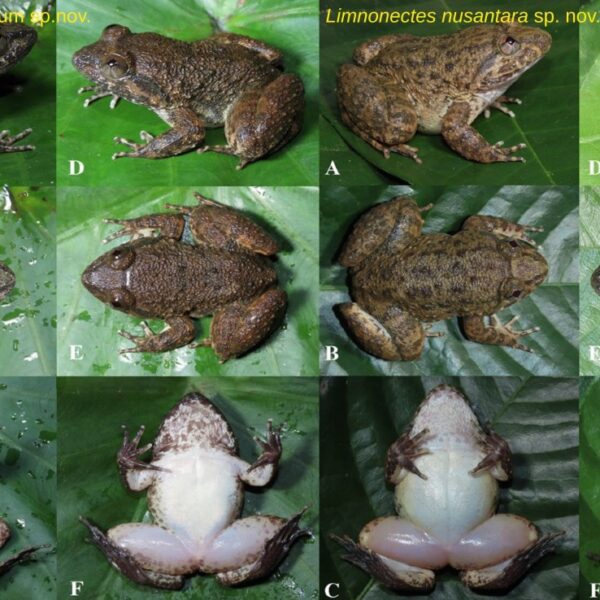 Dua Spesies Baru Katak Bertaring Ditemukan di Pegunungan Meratus, Kalimantan