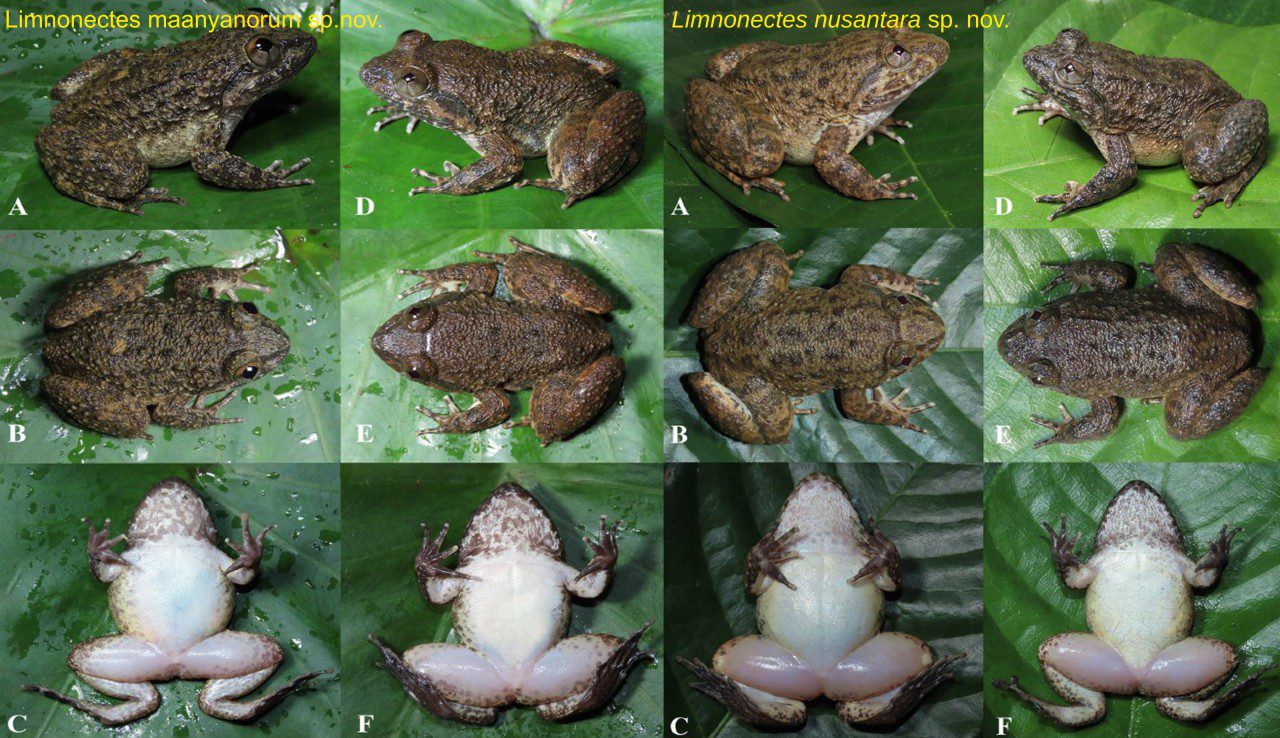 Dua Spesies Baru Katak Bertaring Ditemukan di Pegunungan Meratus, Kalimantan