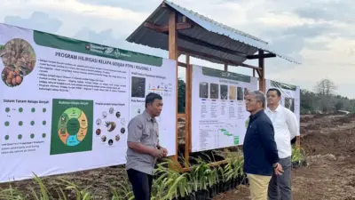 PTPN I Dorong Hilirisasi Perkebunan Lewat Demplot Kelapa Genjah di Banyuwangi
