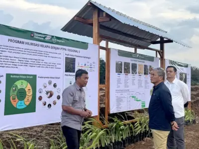 PTPN I Dorong Hilirisasi Perkebunan Lewat Demplot Kelapa Genjah di Banyuwangi PTPN I Dorong Hilirisasi Perkebunan Lewat Demplot Kelapa Genjah di Banyuwangi